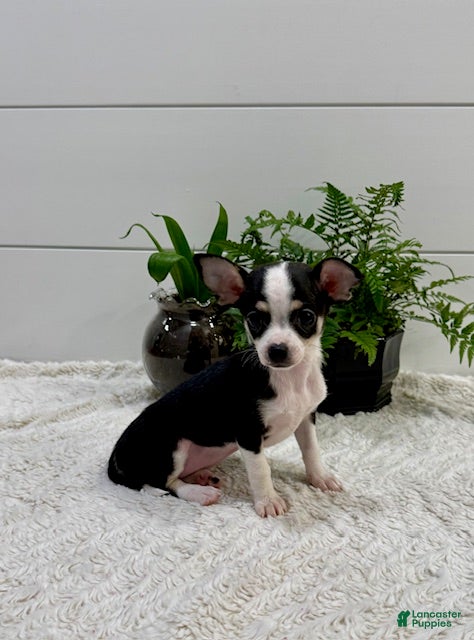 Chihuahua dogs Jasmin - Ad 1