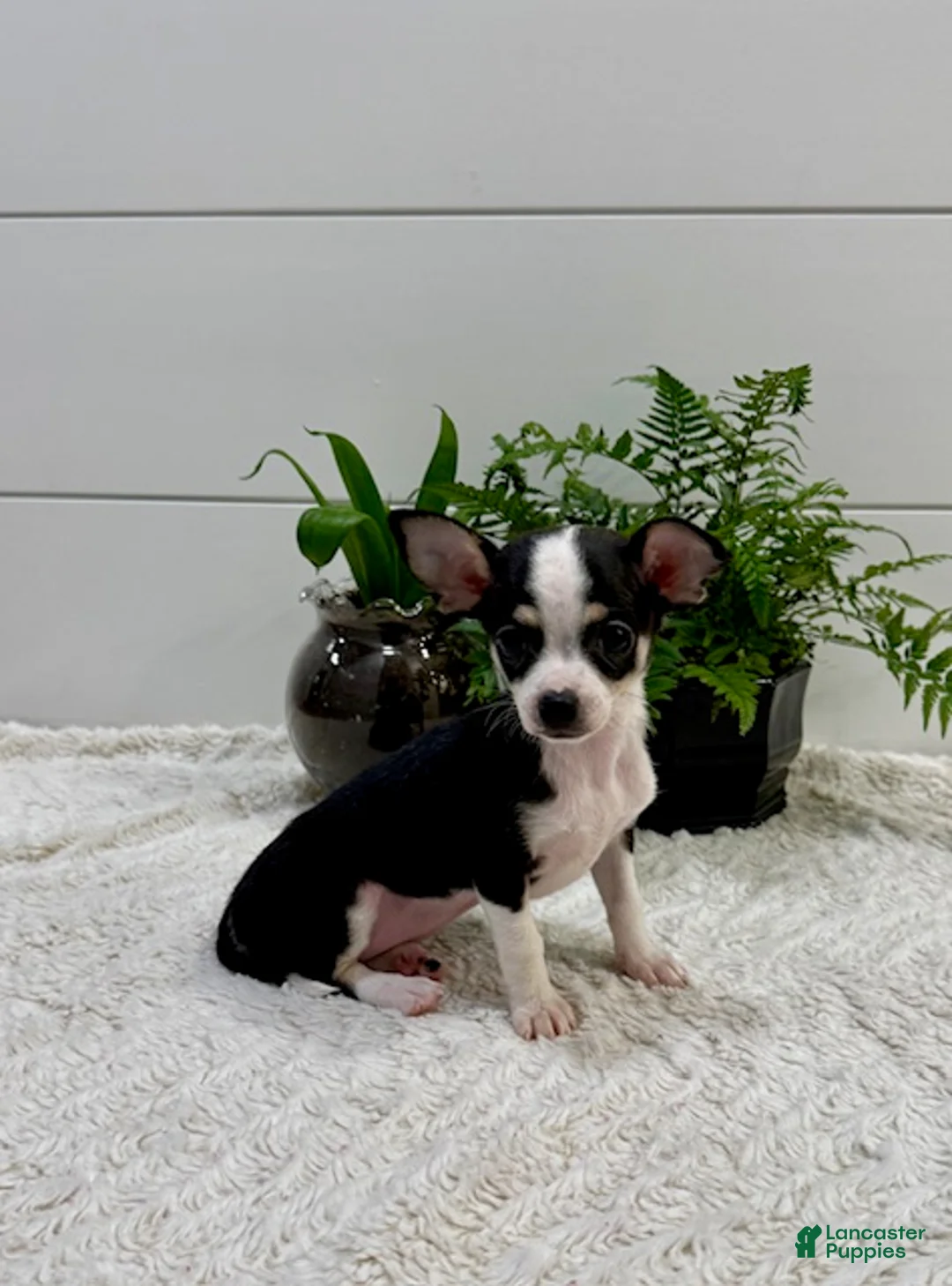 Chihuahua dogs for sale: Jasmin - Ad 1