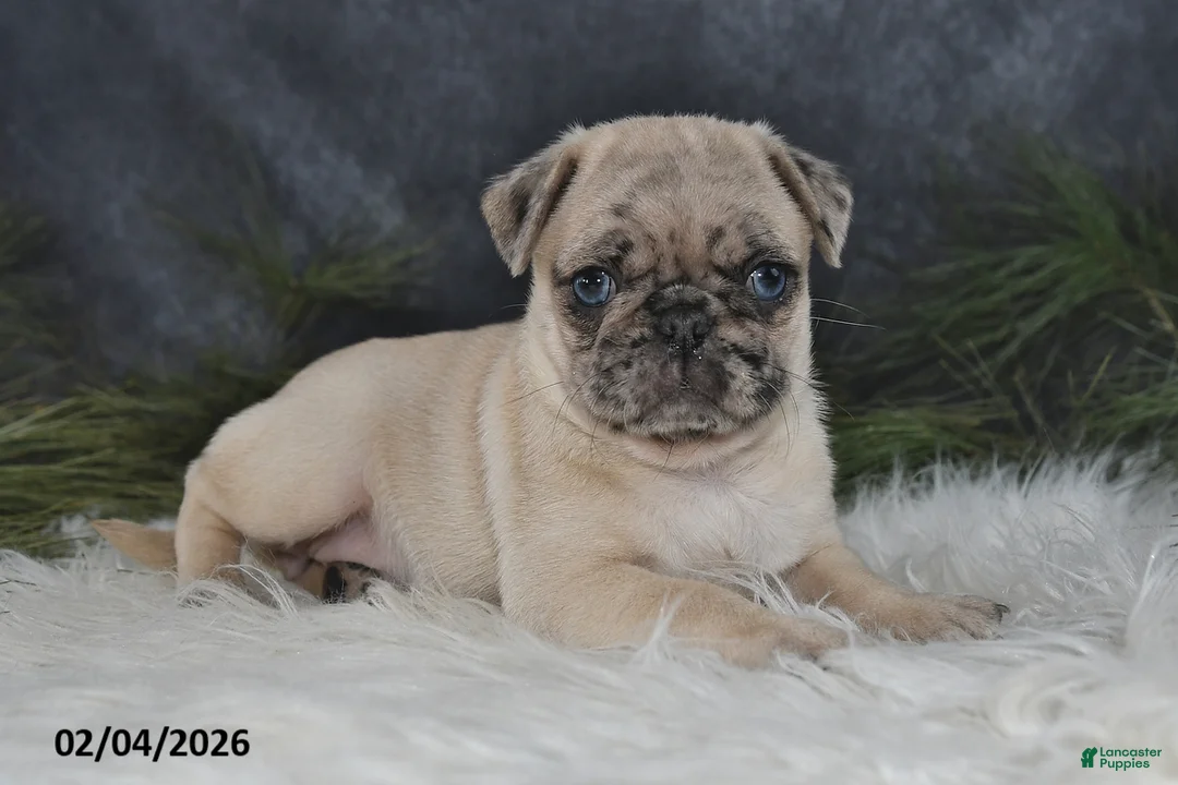 Pug dogs for sale: Duchess - Ad 2