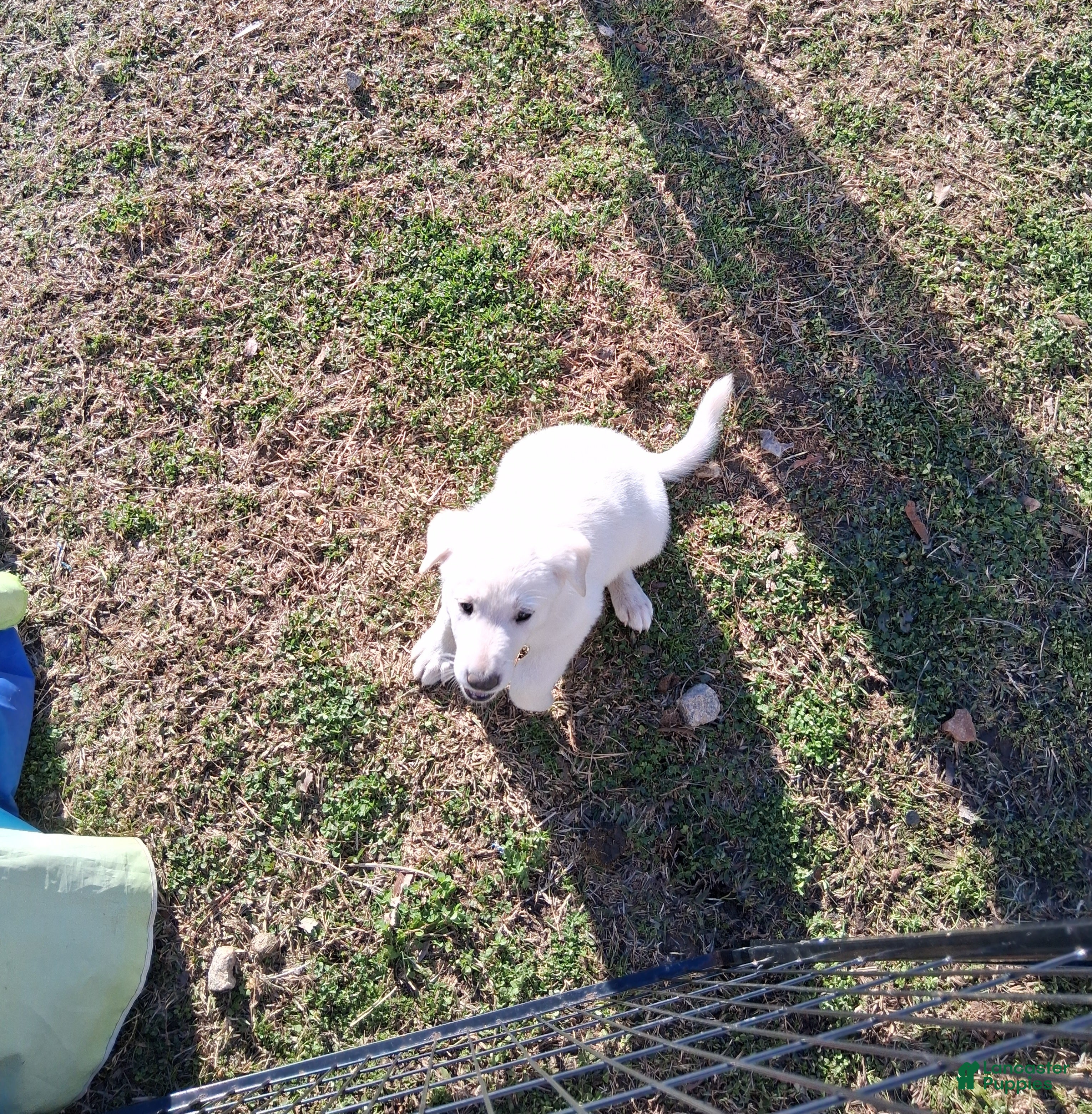 German Shepherd dogs Buddy - Ad 1