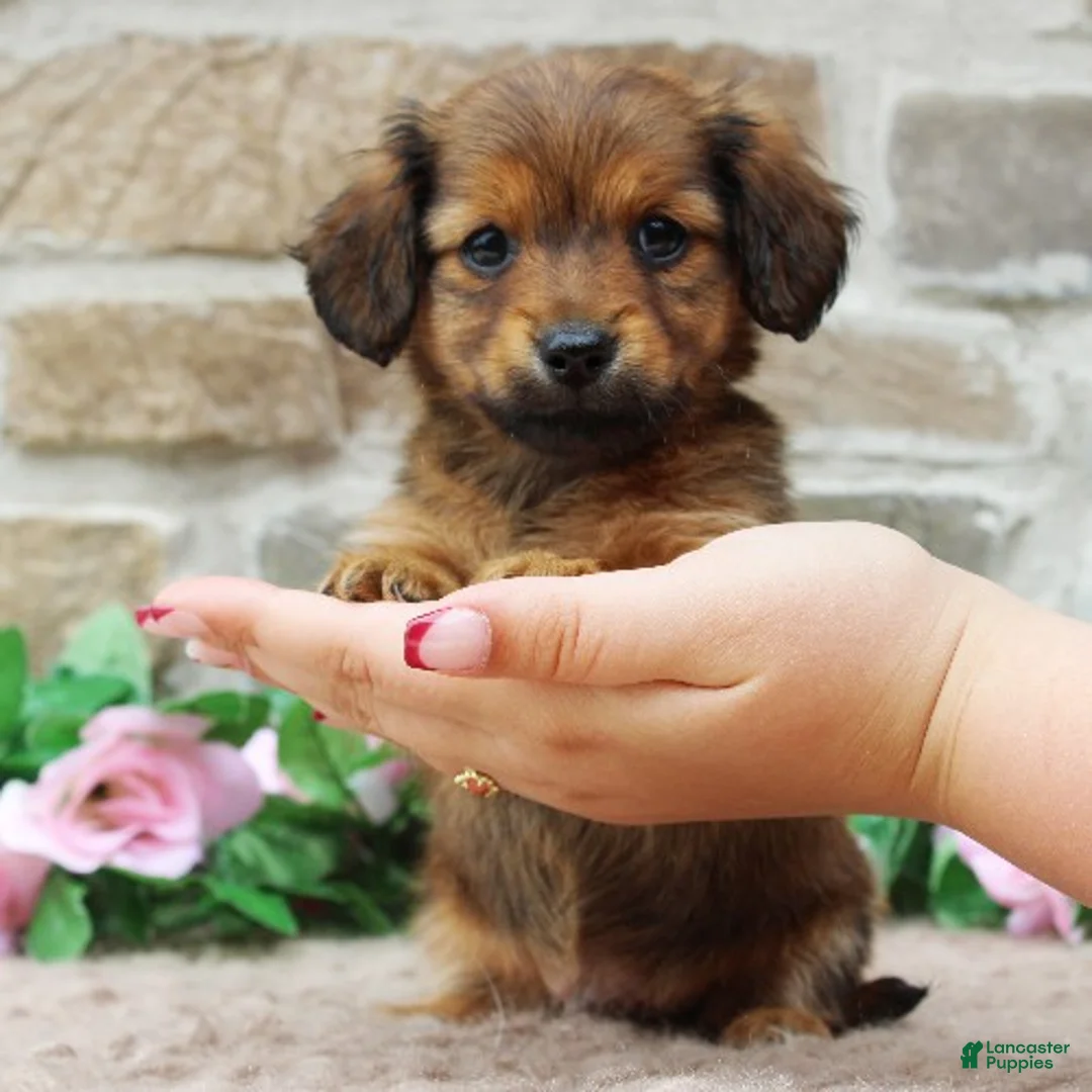Miniature Dachshund dogs for sale: Paxton - Ad 2