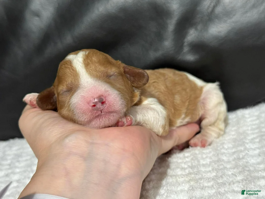 Cavapoo dogs for sale: Marley - Ad 2