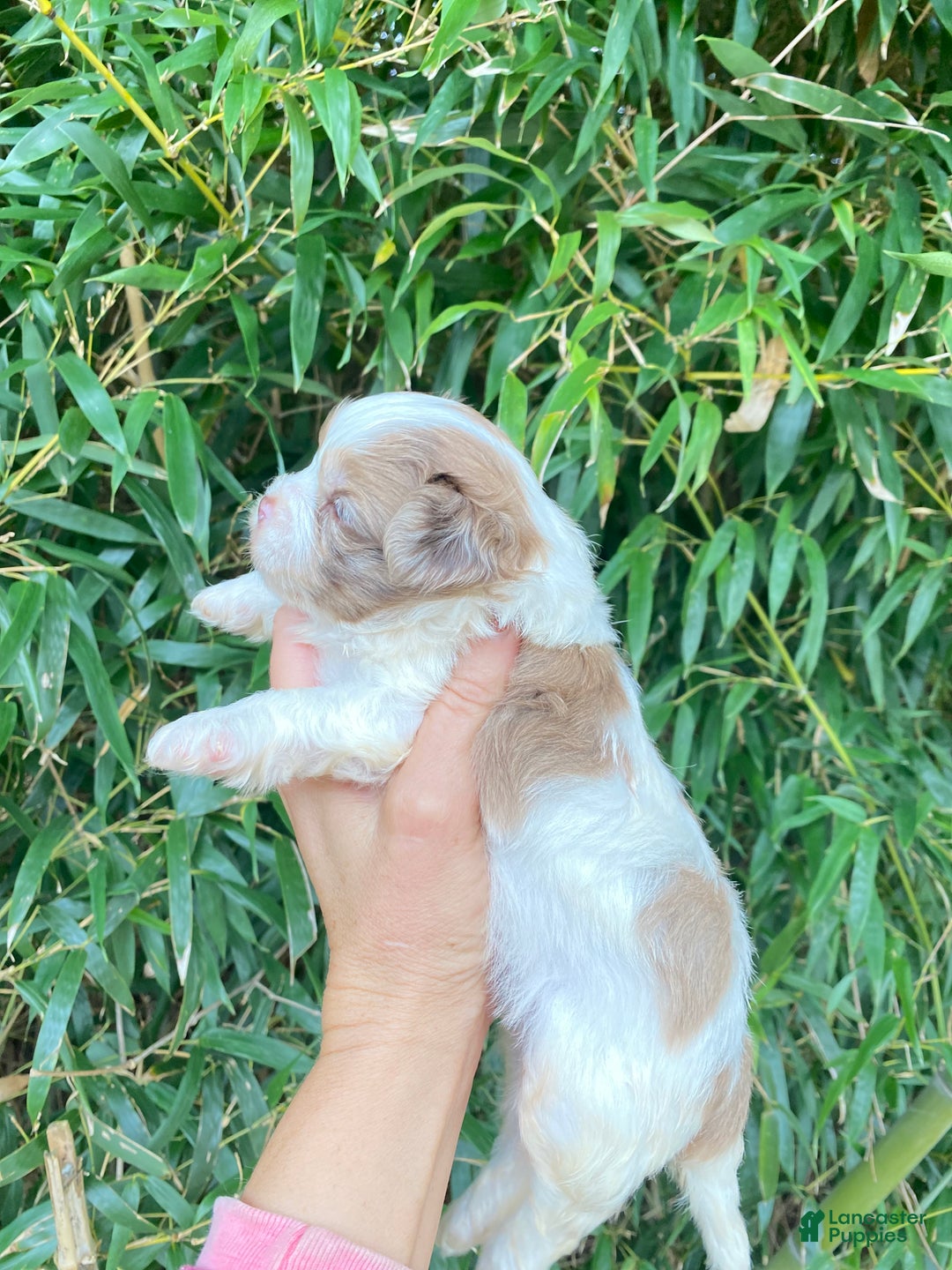 Mixed Breed dogs for sale: Mixed Breed Puppy 2 - Ad 2