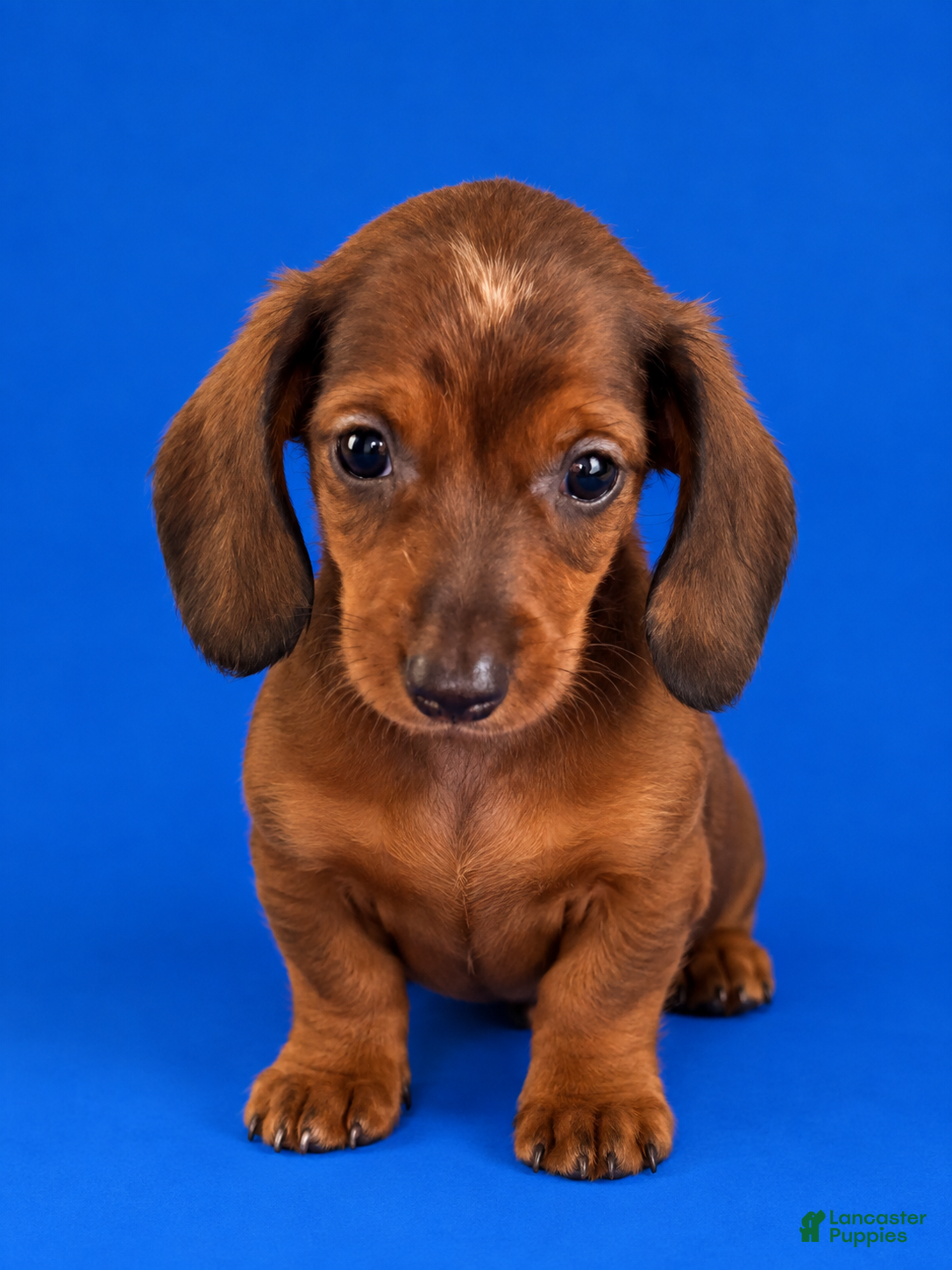 Miniature Dachshund dogs Miniature Dachshund 5 - Ad 4