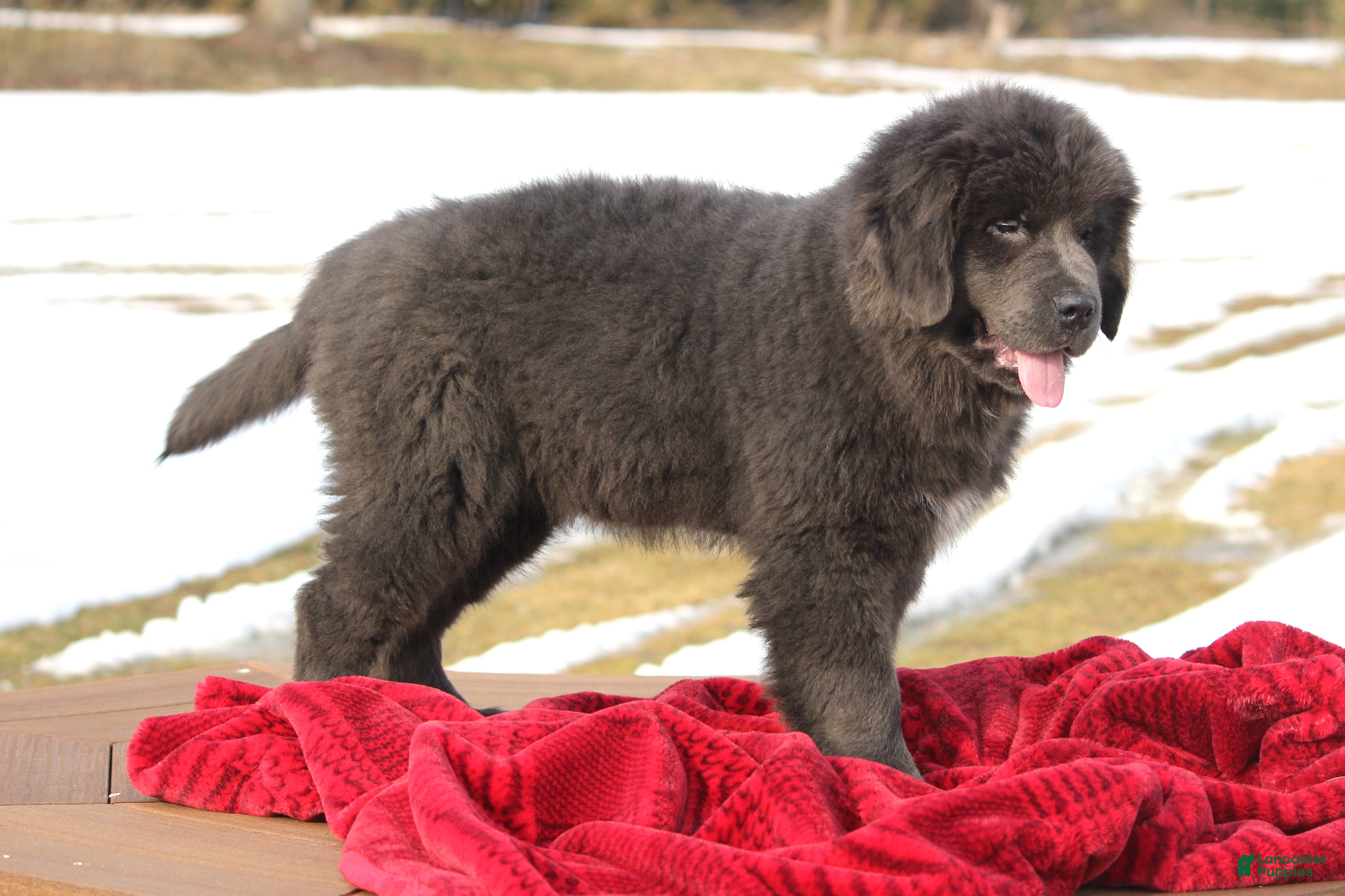 Newfoundland dogs Tess - Ad 1