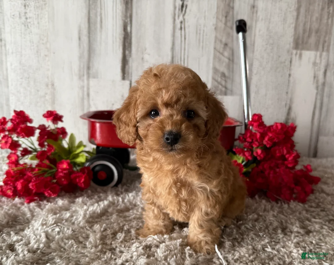 Toy Poodle dogs for sale: Victor - Ad 2
