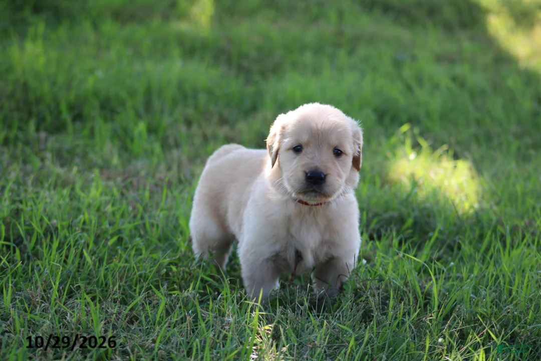 Golden Retriever dogs for sale: Boots - Ad 1