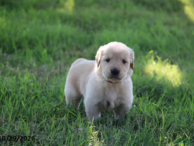 Golden Retriever dogs for sale: Boots - Ad 1