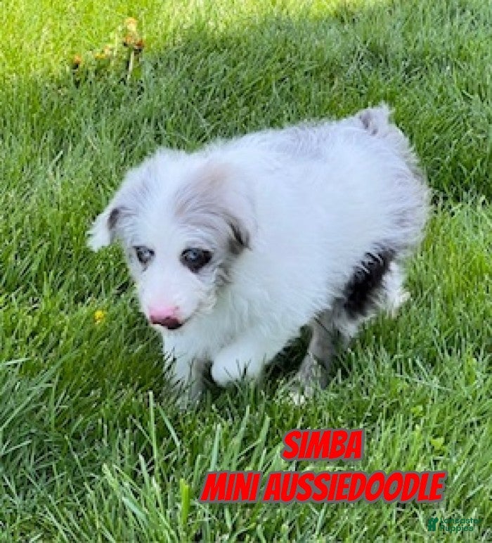 Mini Aussiedoodle dogs Simba - Ad 1