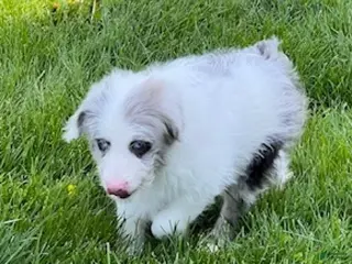Mini Aussiedoodle dogs for sale: Simba - Ad 3