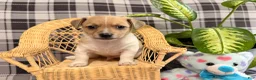 Jack Russell Terrier dogs for sale: Micah - Ad 1