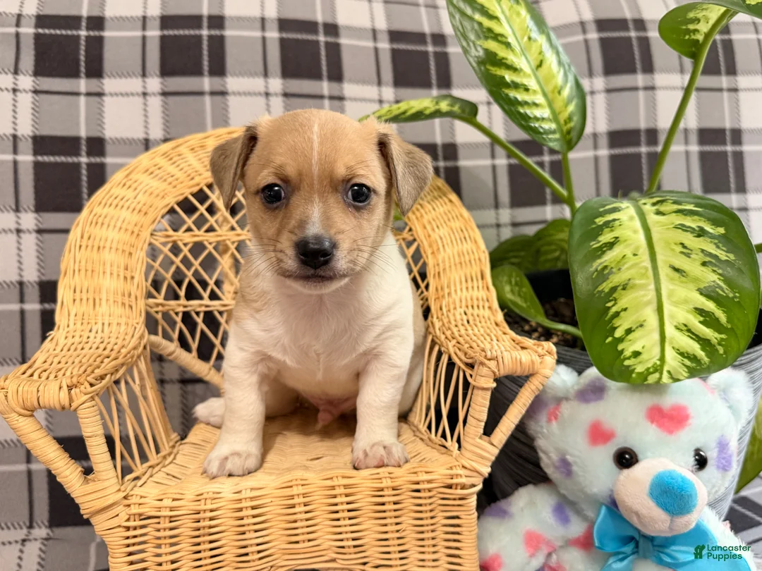Jack Russell Terrier dogs for sale: Micah - Ad 1
