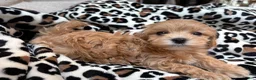 Maltipoo dogs for sale: Cookie  - Ad 3