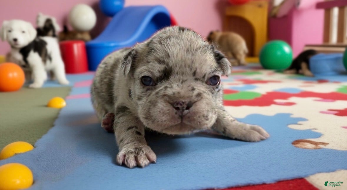 French Bulldog dogs Cirrus - Ad 2