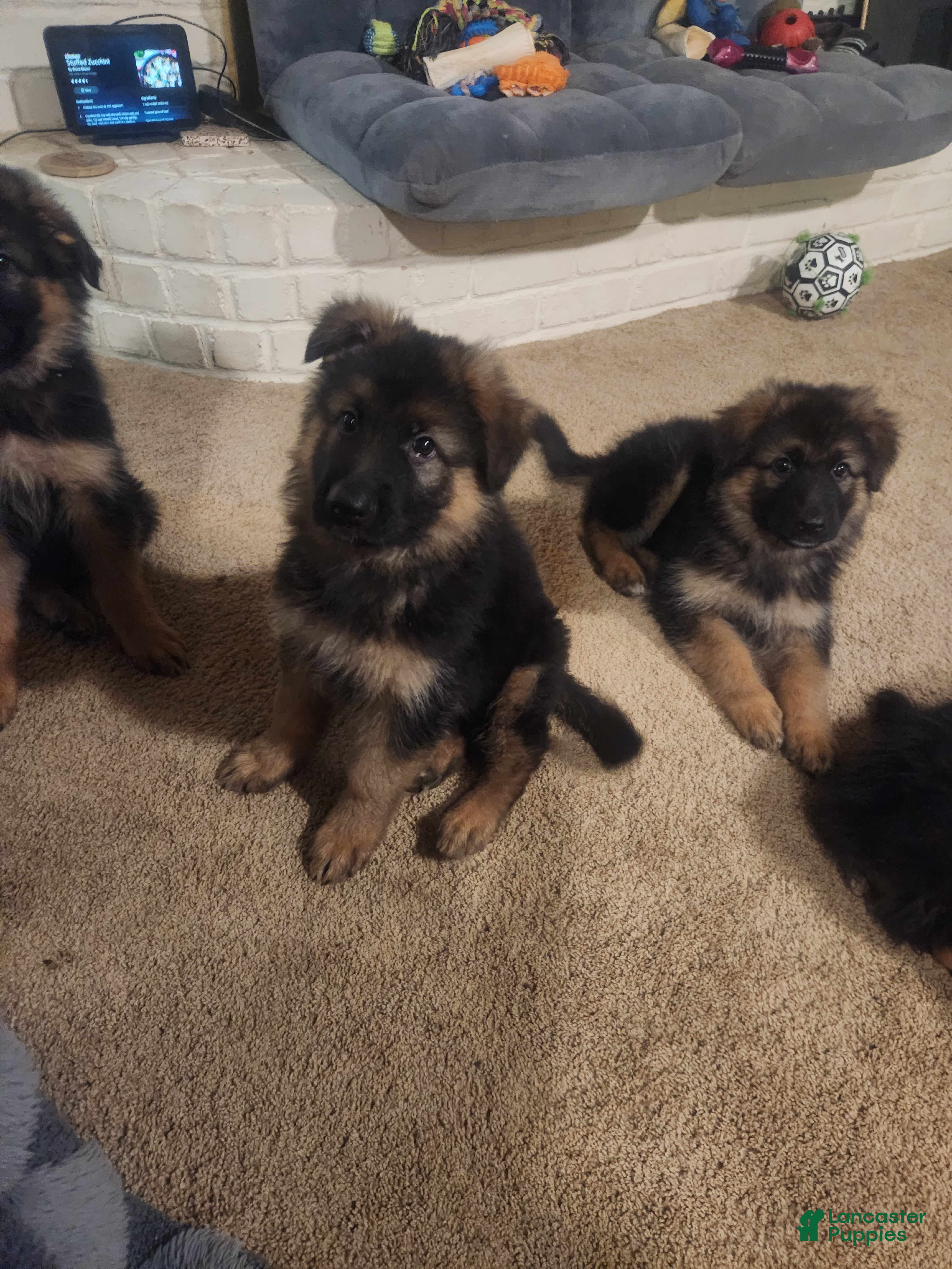 German Shepherd dogs German Shepherd 2 - Ad 2