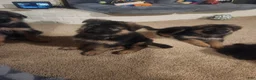 German Shepherd dogs for sale: German Shepherd 2 - Ad 2