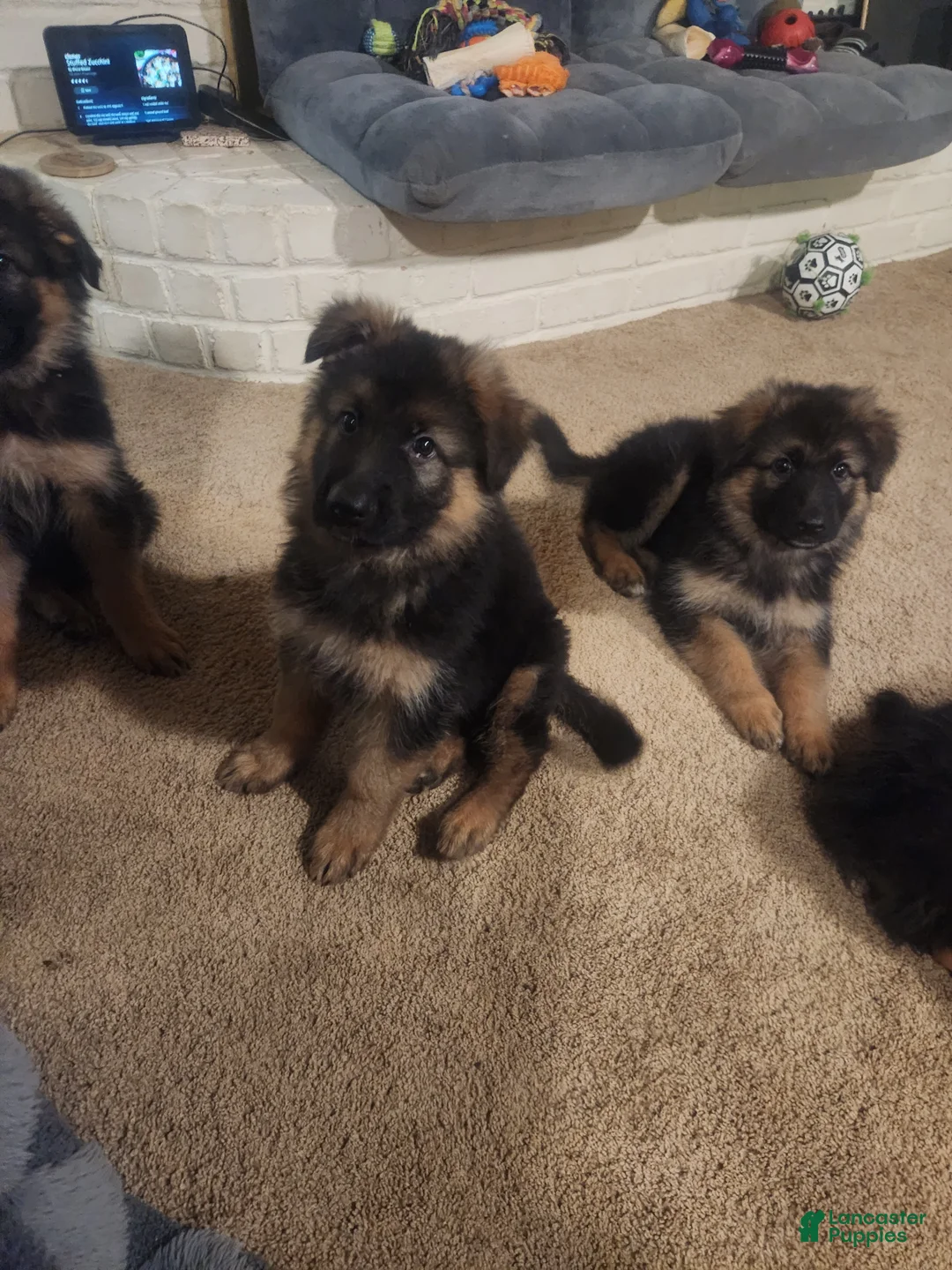 German Shepherd dogs for sale: German Shepherd 2 - Ad 2