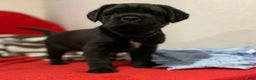 Cane Corso dogs for sale: Titan - Ad 3