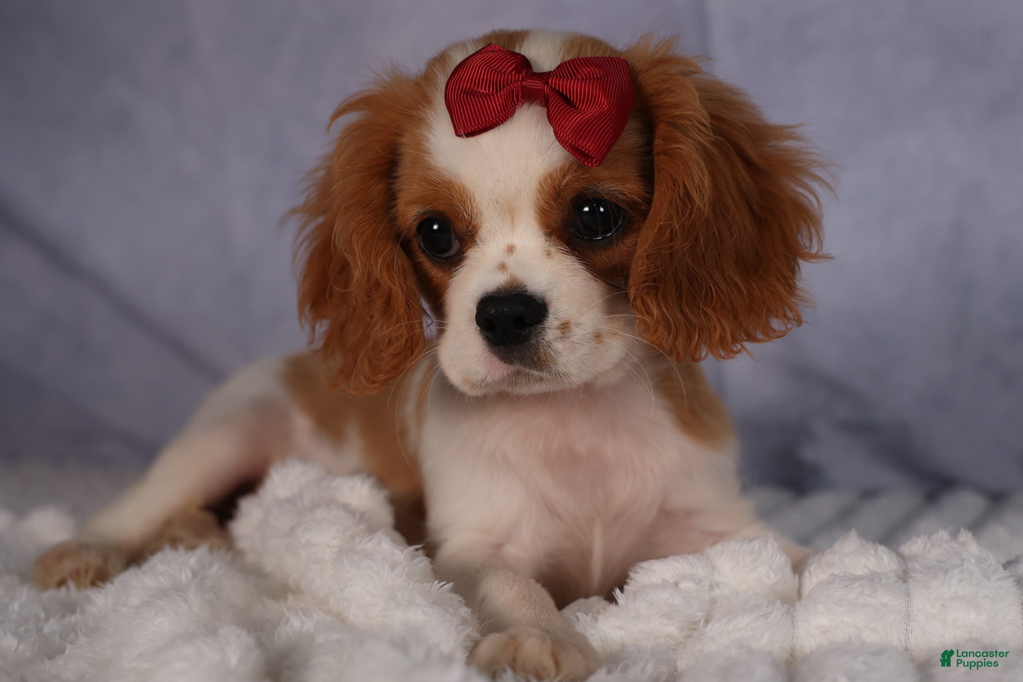 Cavalier King Charles Spaniel dogs  Nugget🐾 - Ad 1