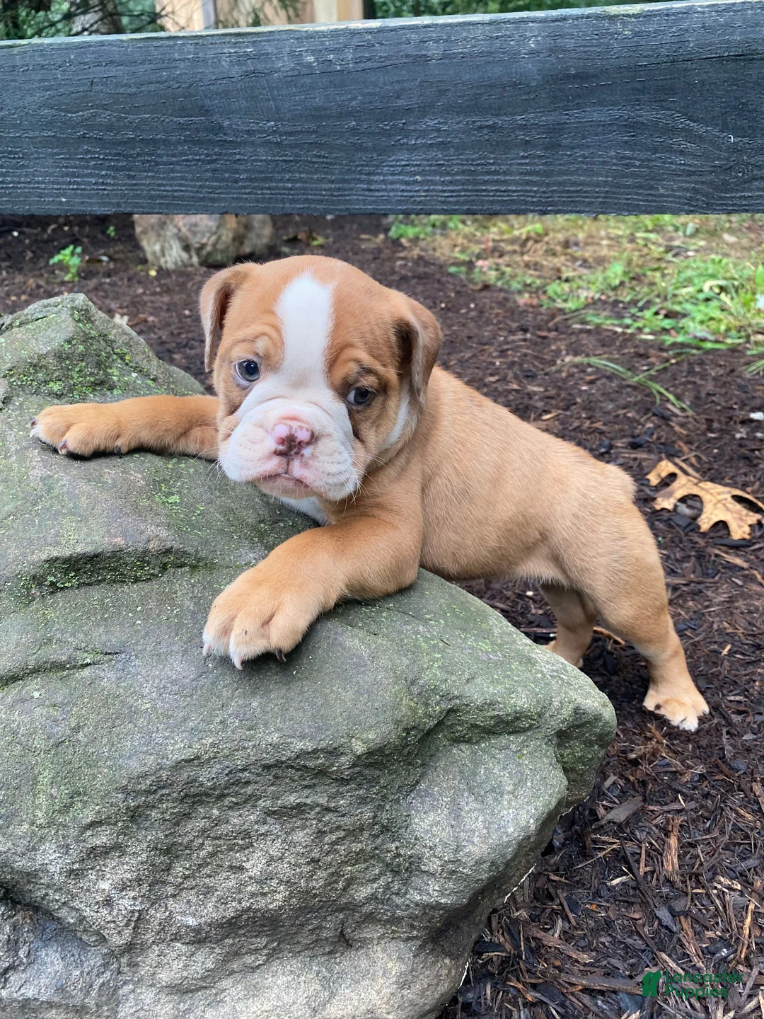 English Bulldog dogs for sale: Harley - Ad 2