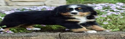 Bernese Mountain Dog dogs for sale: Ms. Beverly - Ad 5