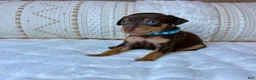 Miniature Pinscher dogs for sale: Little Boy 🩵 - Ad 5