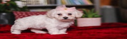 Bichon Frise dogs for sale: Rosie - Ad 2