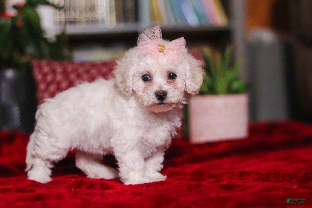 Bichon Frise dogs for sale: Rosie - Ad 2