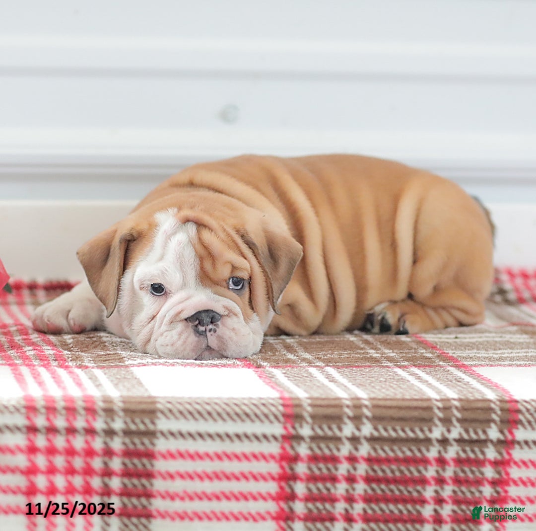 English Bulldog dogs for sale: Richard - Ad 2