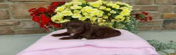 Aussiedoodle dogs for sale: Aussiedoodle 1 - Ad 3