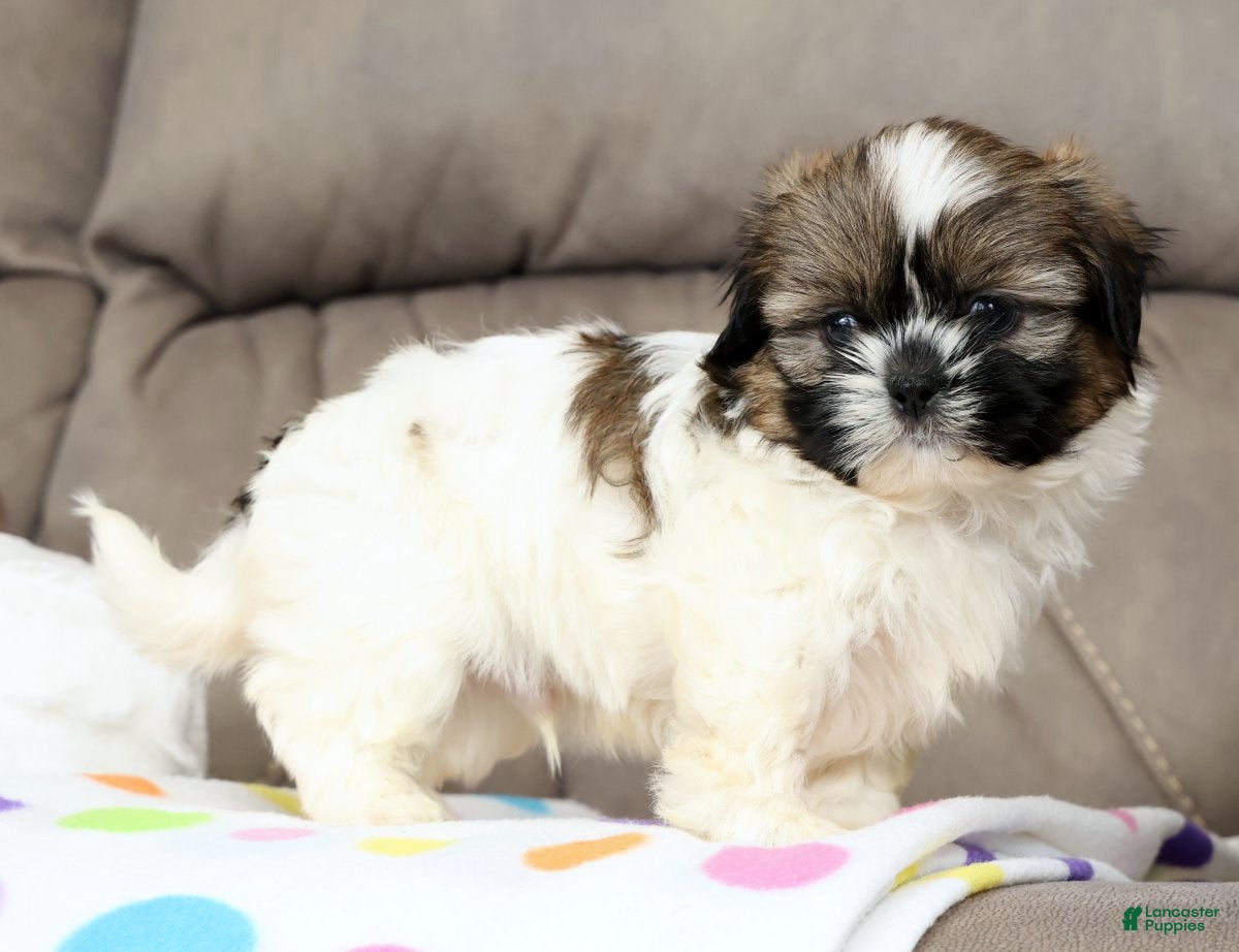 Shih Tzu dogs Rubble - Ad 2