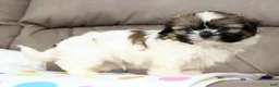 Shih Tzu dogs for sale: Rubble - Ad 2