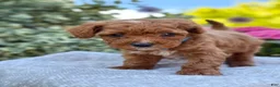 Toy Poodle dogs for sale: Parker - Ad 12