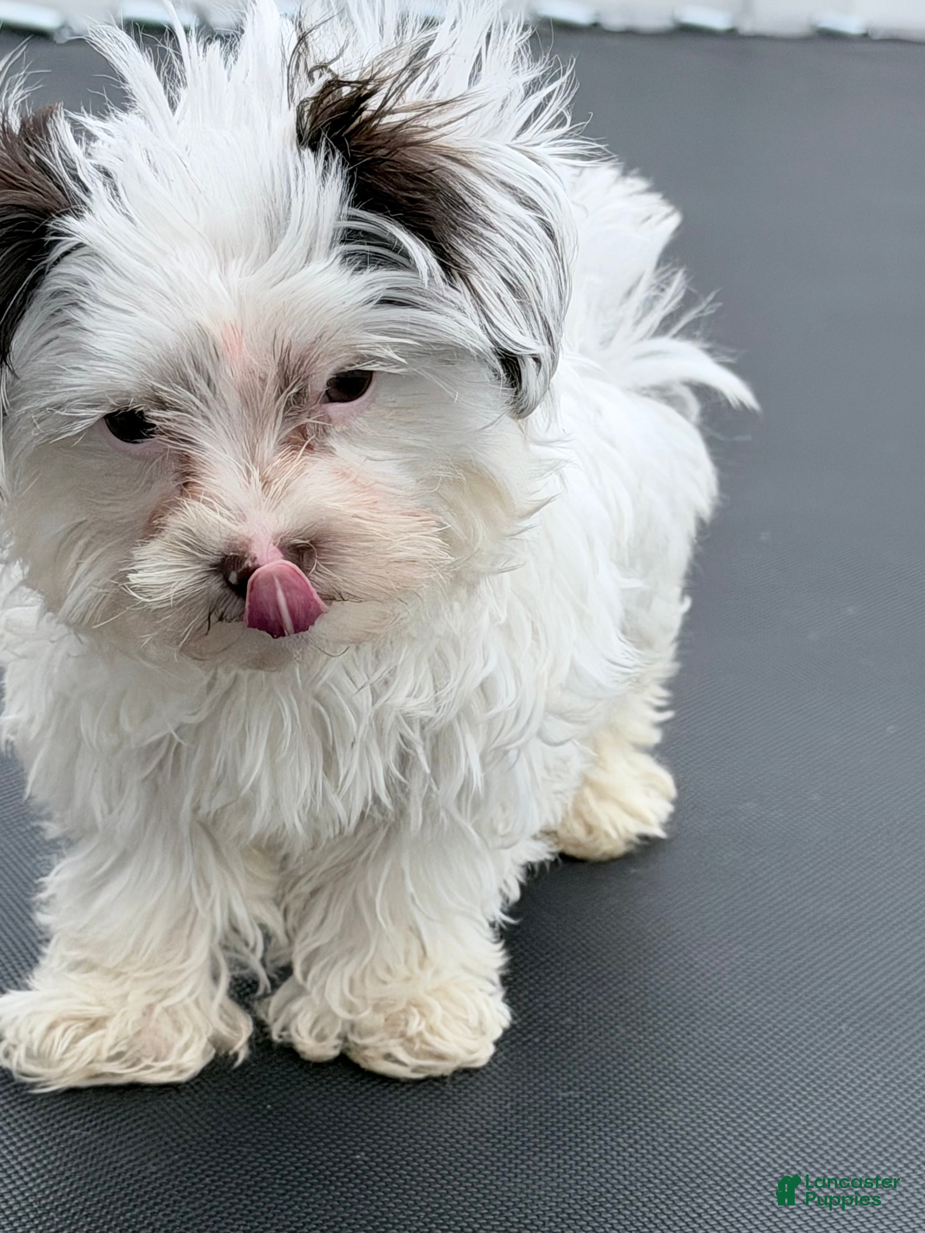 Yorkshire Terrier dogs Cooper  - Ad 2