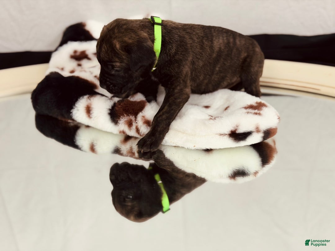 Cane Corso dogs for sale: Sven  - Ad 6