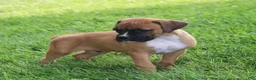 Boxer dogs for sale: Pedro - Ad 8