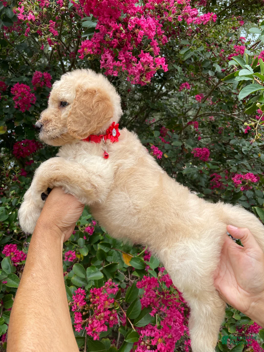 Goldendoodle dogs for sale: Mandy - Ad 7