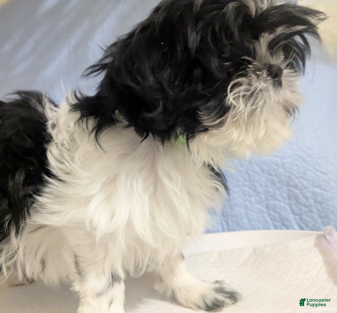Shih Tzu dogs for sale: Imperial Shih Tzu  Wenda Green Collar  - Ad 7