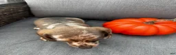 Miniature Dachshund dogs for sale: Winston  - Ad 4