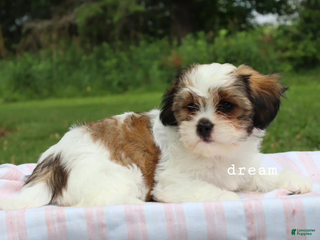 Mixed Breed dogs for sale: Gemma - Ad 1
