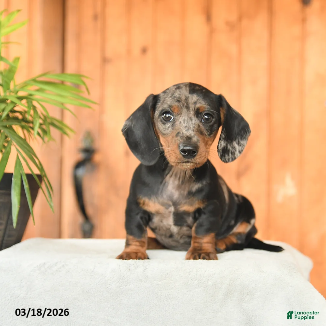 Miniature Dachshund dogs for sale: Asher - Ad 5