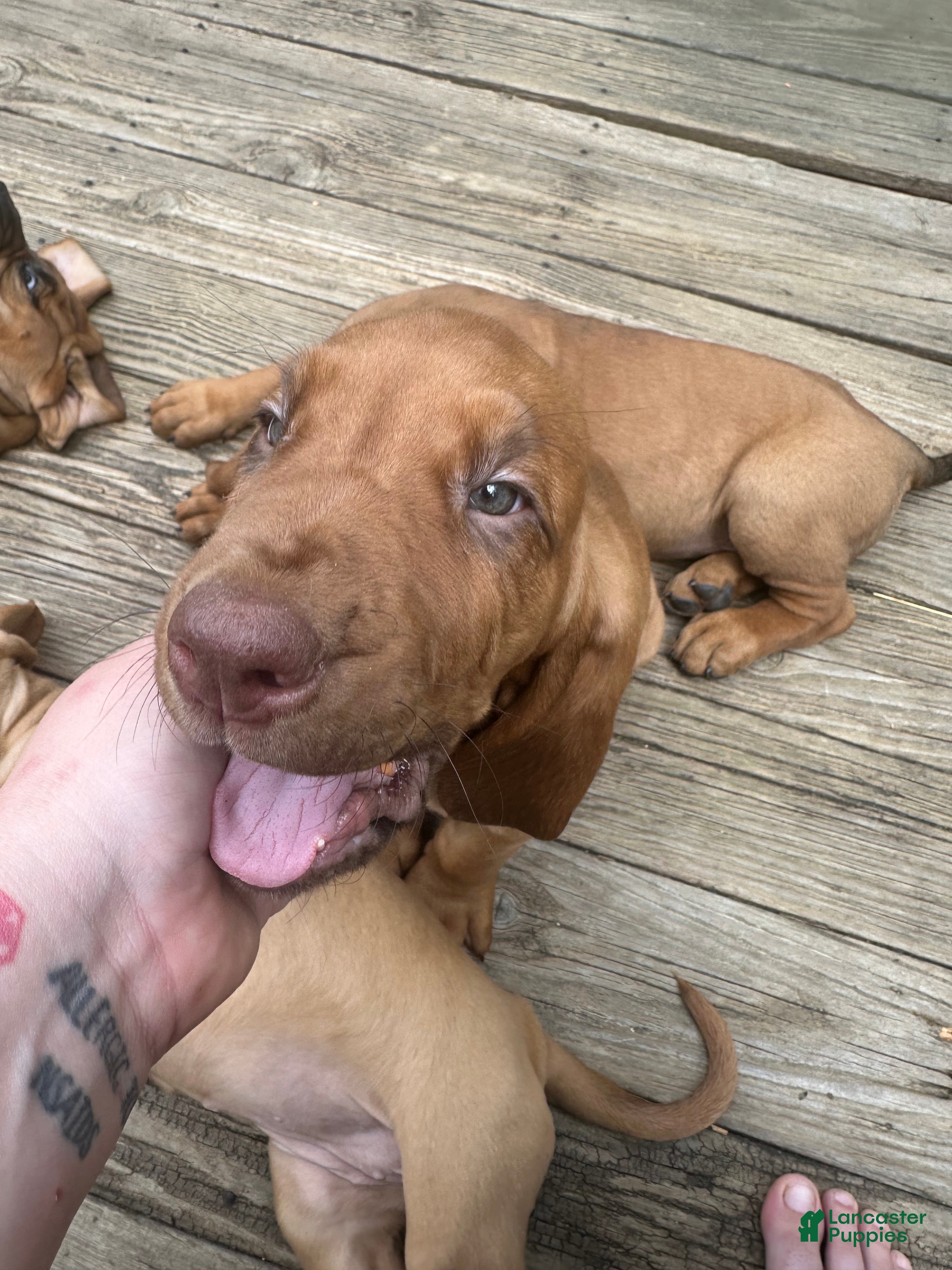 Bloodhound dogs Bloodhound Puppy 7 - Ad 2