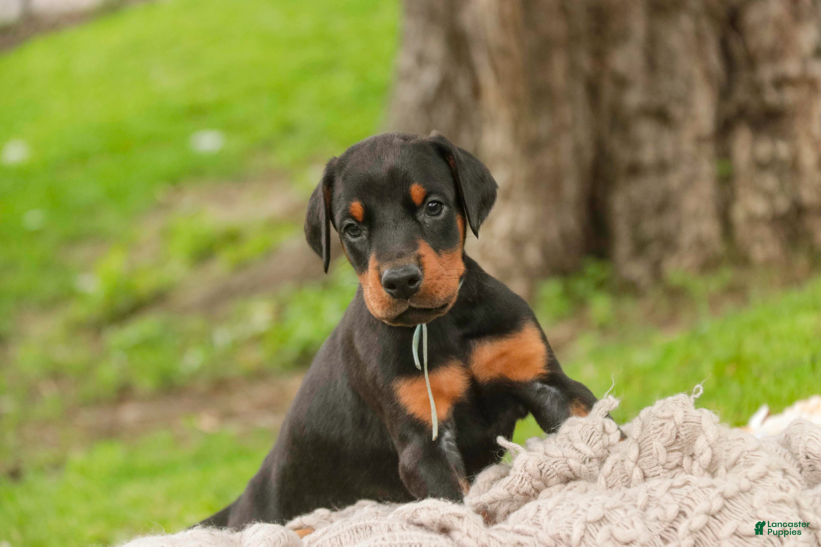 Doberman Pinscher dogs Cedric - Ad 2