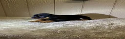 Rottweiler dogs for sale: Rottweiler 3 - Ad 9