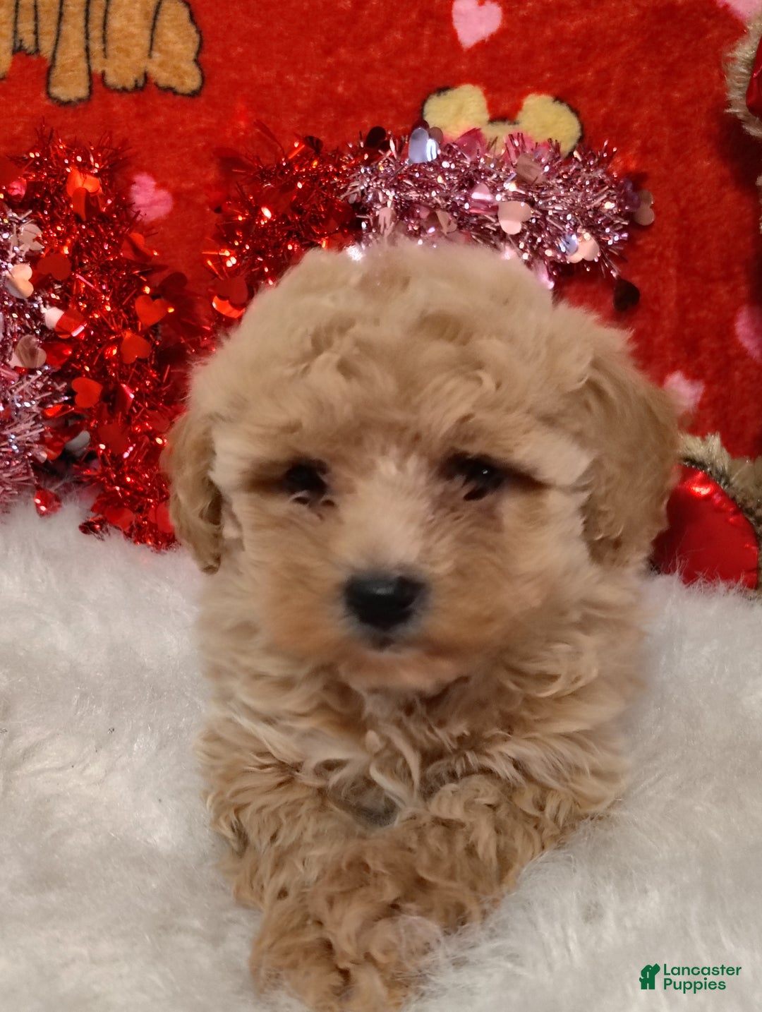Maltipoo dogs for sale: Goldie locks - Ad 5