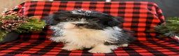 Shih Tzu dogs for sale: Ace - Ad 2