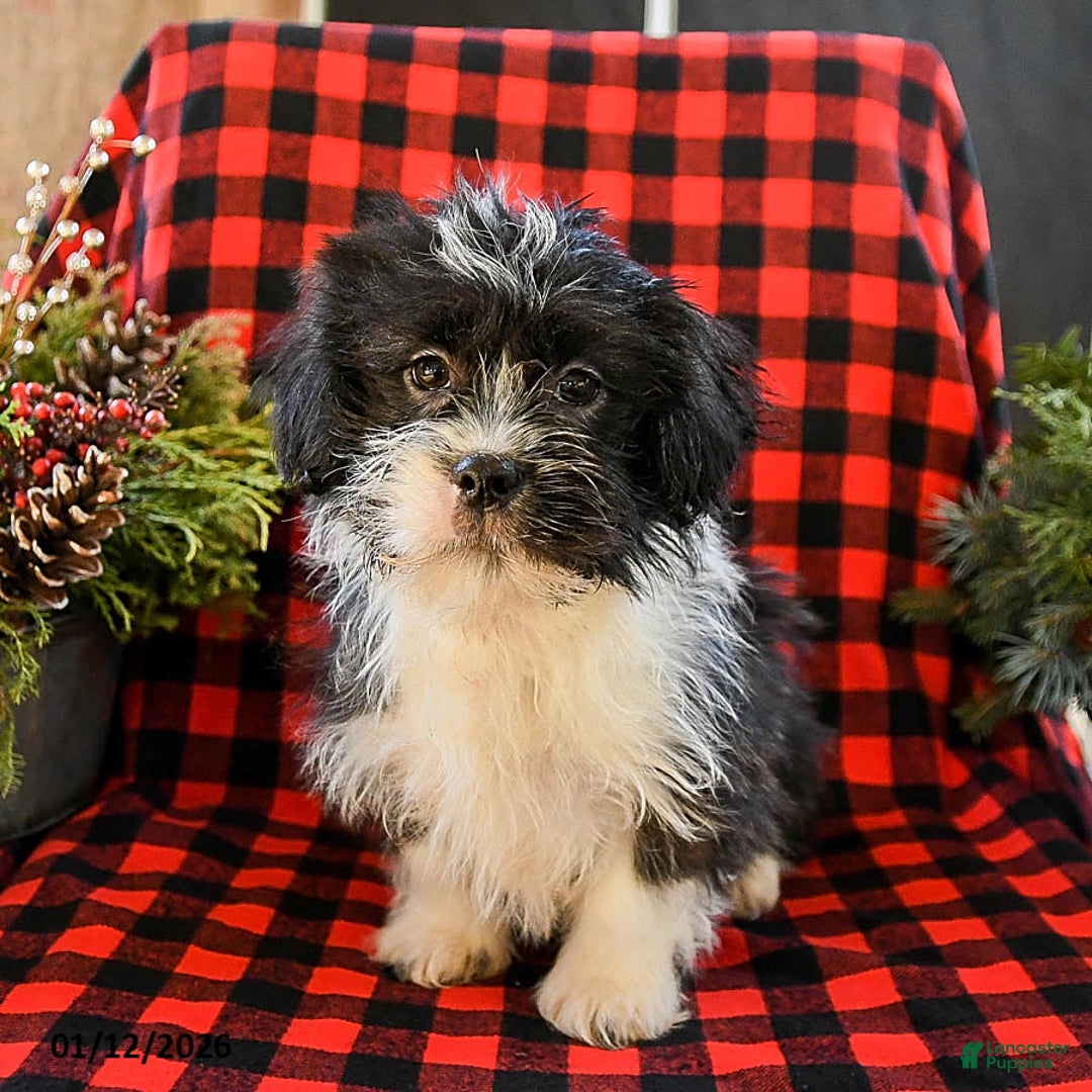 Shih Tzu dogs for sale: Ace - Ad 2