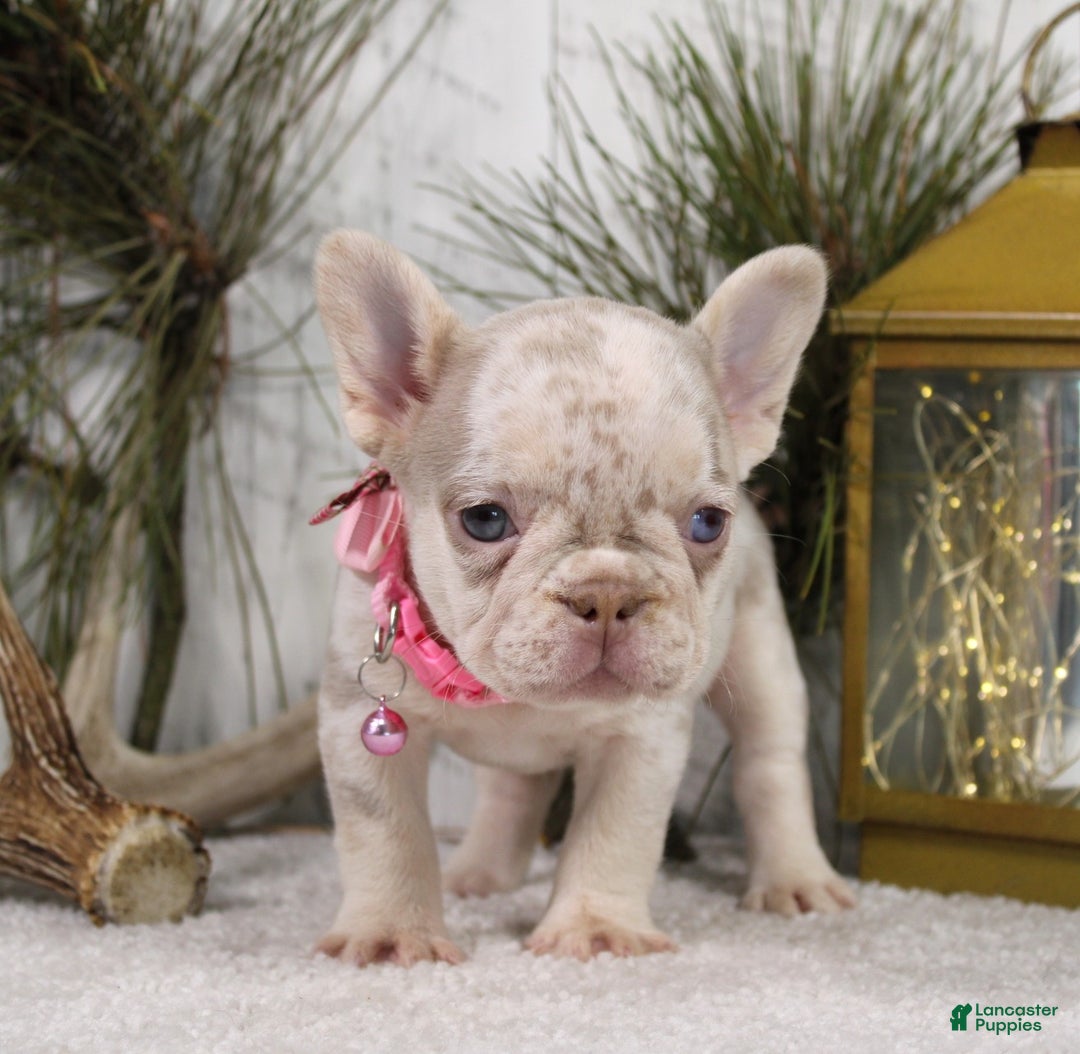 French Bulldog dogs for sale: Goldie - Ad 4