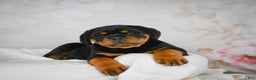 Rottweiler dogs for sale: Watson - Ad 2