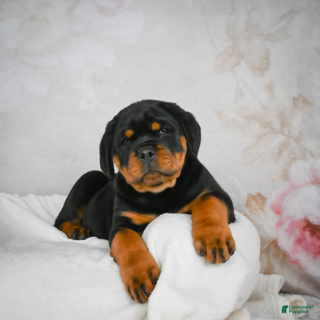 Rottweiler dogs for sale: Watson - Ad 2